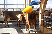 wohl fühlen sich die Kühe im aus Holz erstellten ZLF Milchviehstall  (©Foto. Martin Schmitz)
